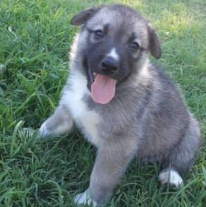 Meet your Posher, Yasmin